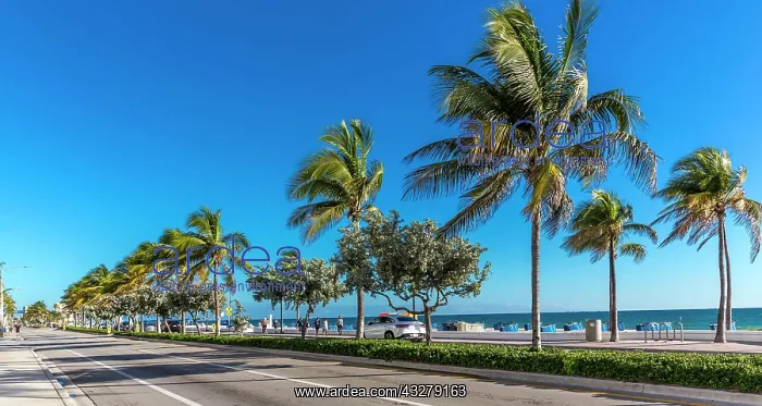 : Palms and Beach, Fort Lauderdale Beach Boulevard : Palms and Beach, Fort Lauderdale Beach Boulevard