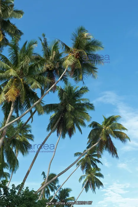 : Palms in blue sky. Sri Lanka : Palms in blue sky. Sri Lanka