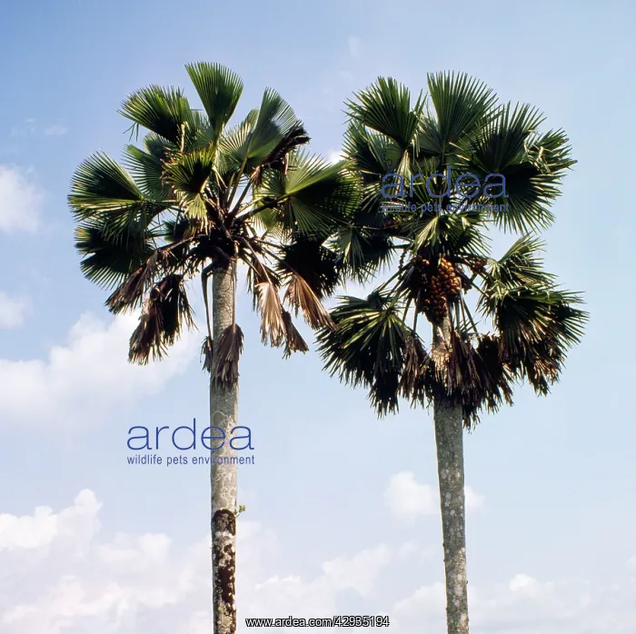 : Palmyra Palm : Palmyra Palm