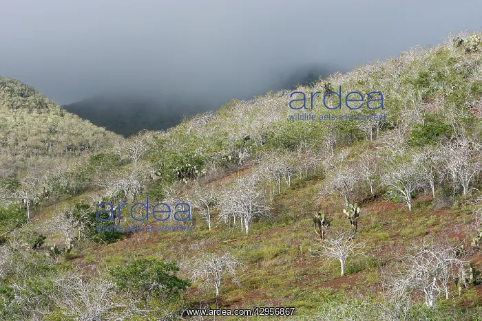 : Palo Santo tree : Palo Santo tree
