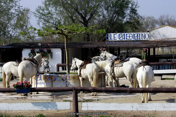 : Palomino Camargue Boumian Horses - at central drinking : Palomino Camargue Boumian Horses - at central drinking