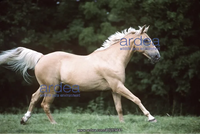 : PALOMINO HORSE - cantering : PALOMINO HORSE - cantering