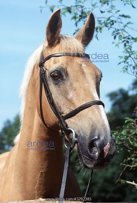 : PALOMINO HORSE - close-up of head wearing bridle : PALOMINO HORSE - close-up of head wearing bridle