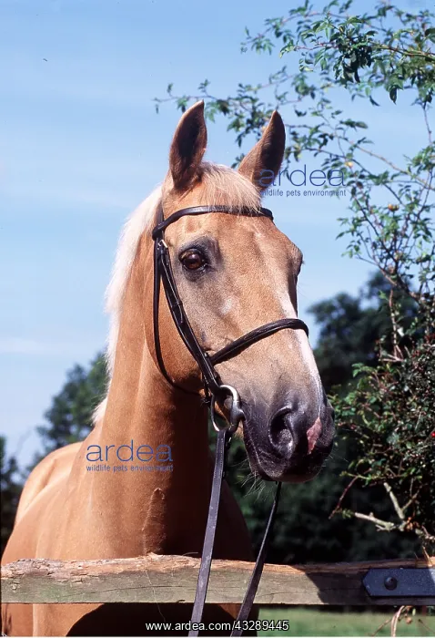 : PALOMINO HORSE - HEAD IN BRIDLE : PALOMINO HORSE - HEAD IN BRIDLE