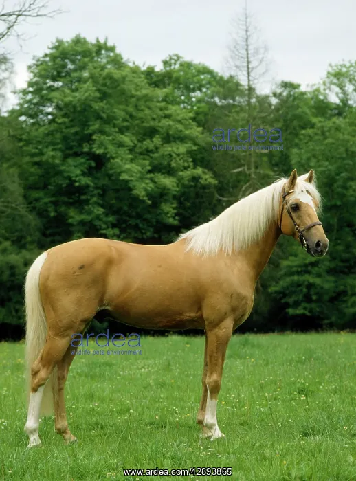  : Palomino Horse - Pony in meadow