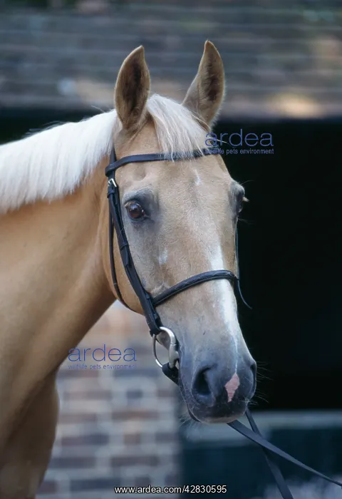  : Palomino Horse - At stables