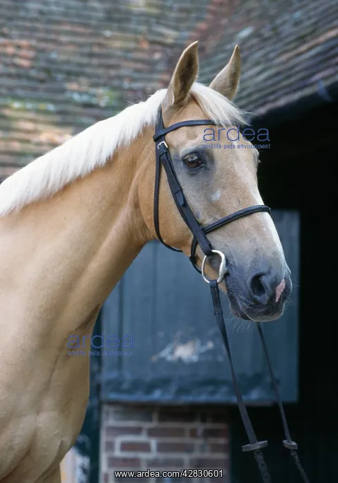 : Palomino Horse - At stables