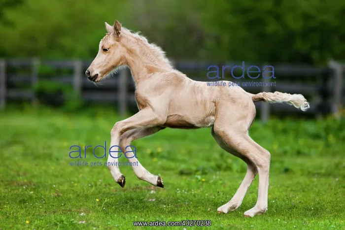 : Palomino Morgan horse foal galloping, green meadow : Palomino Morgan horse foal galloping, green meadow
