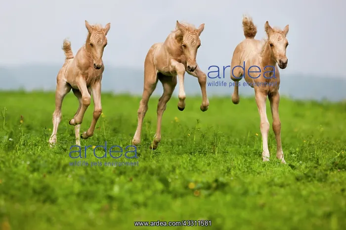 : Palomino Morgan horse foals galloping, green meadow : Palomino Morgan horse foals galloping, green meadow