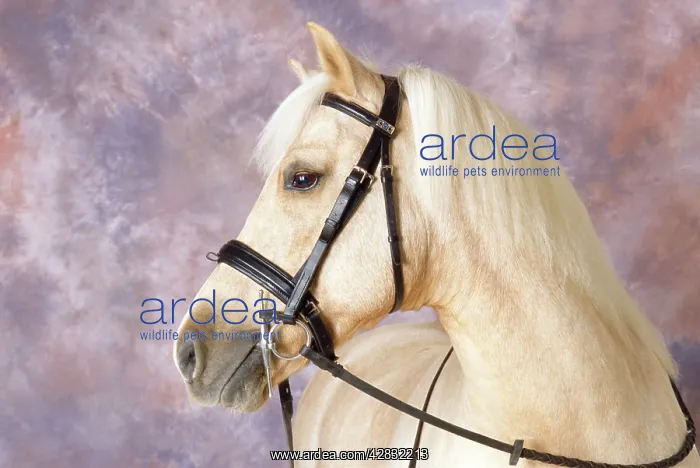  : Palomino PONY
