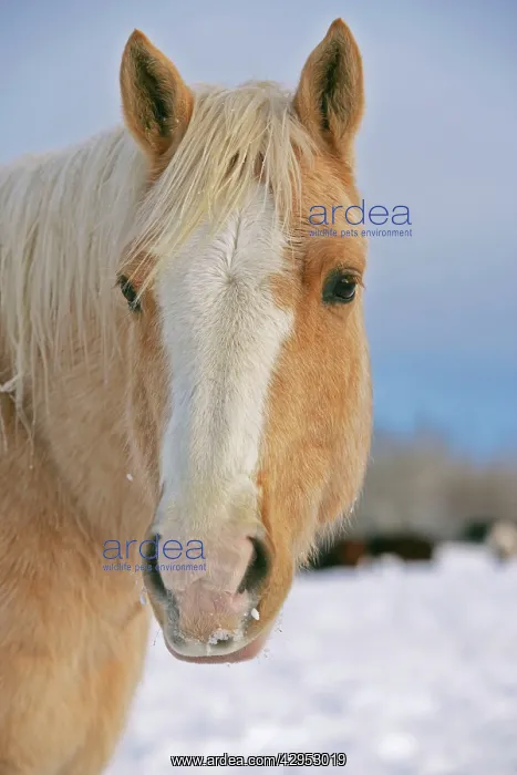 : Palomino Quarterhorse in winter, Head closeup : Palomino Quarterhorse in winter, Head closeup