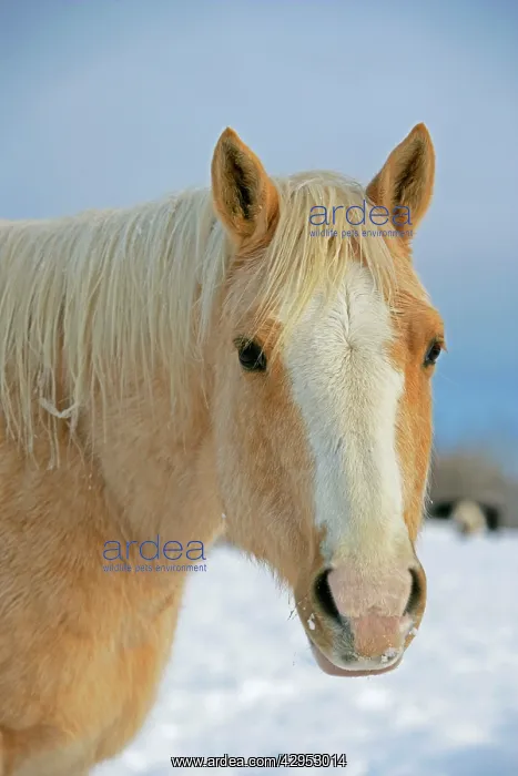 : Palomino Quarterhorse in winter, Head portrait close-up : Palomino Quarterhorse in winter, Head portrait close-up