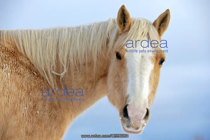 : Palomino Quarterhorse in winter, portrait : Palomino Quarterhorse in winter, portrait