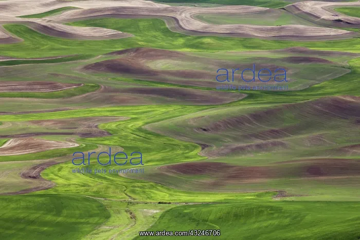 : Palouse Wheat Farming, WA : Palouse Wheat Farming, WA