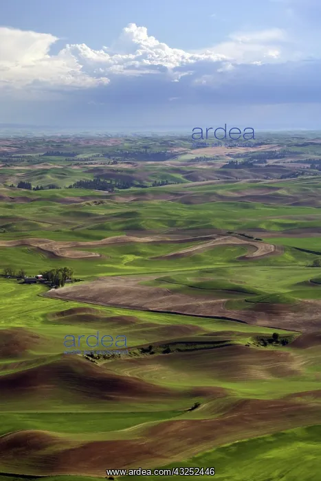: Palouse Wheat Farming, WA : Palouse Wheat Farming, WA