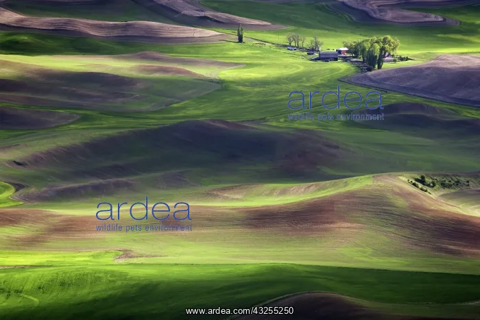 : Palouse Wheat Farming, WA : Palouse Wheat Farming, WA