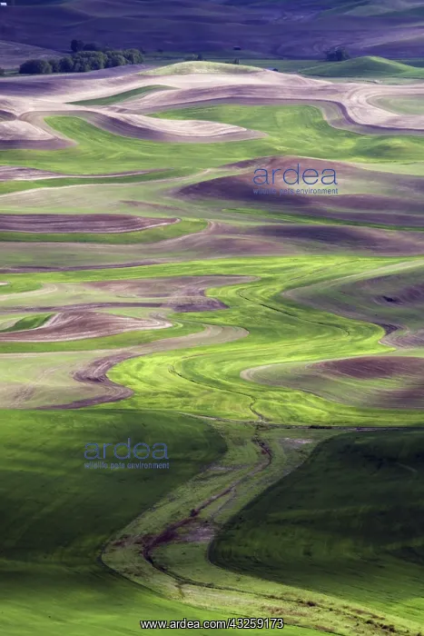 : Palouse Wheat Farming, WA : Palouse Wheat Farming, WA