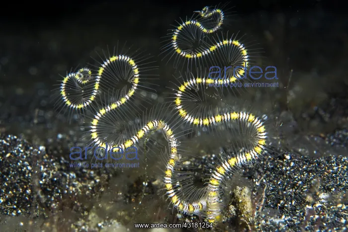 : Palpits of a worm of the family Spionidae, in the : Palpits of a worm of the family Spionidae, in the