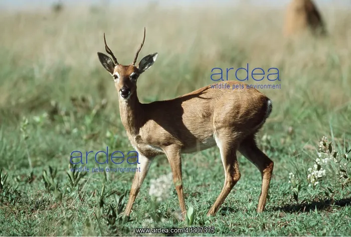 : Pampa DEER : Pampa DEER