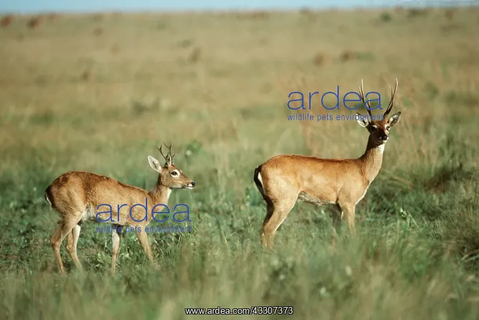 : PAMPA DEER - x two : PAMPA DEER - x two