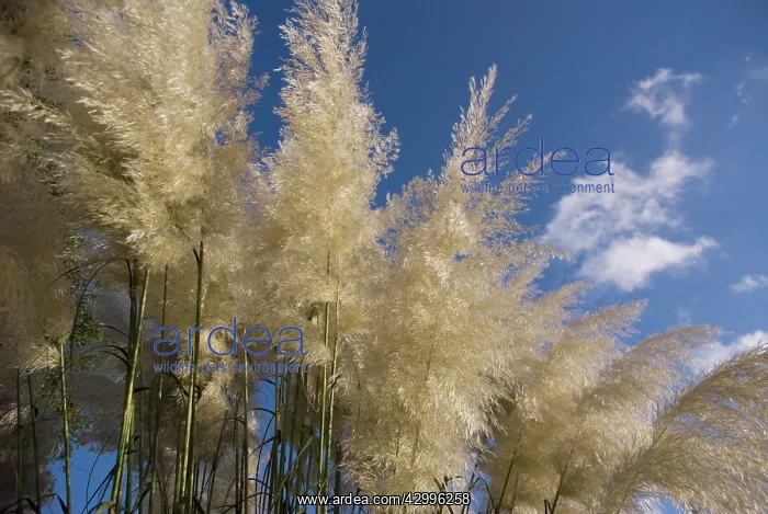 : Pampas grass : Pampas grass