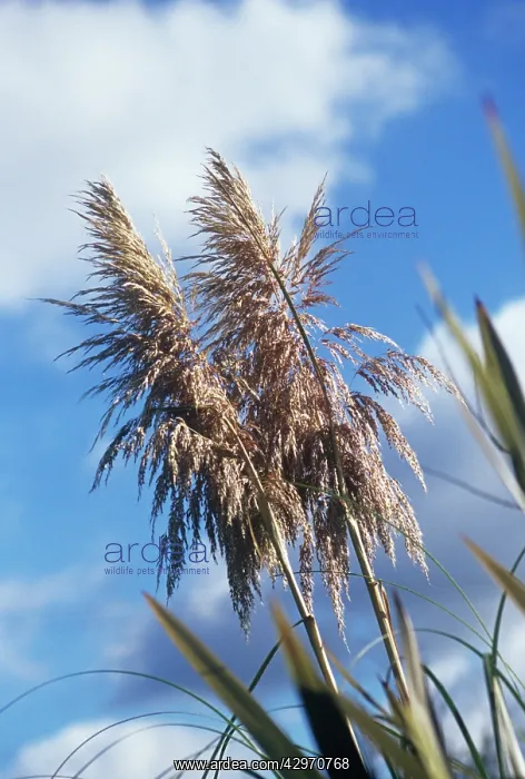 : Pampasgrass : Pampasgrass