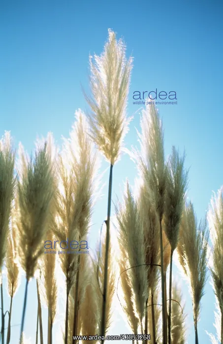 : Pampasgrass : Pampasgrass