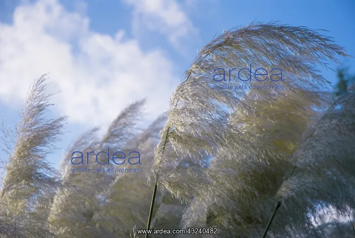 : Pampasgrass : Pampasgrass