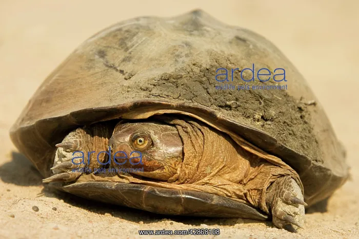 : Pan Hinged Terrapin - Belongs to the group of Side-necked : Pan Hinged Terrapin - Belongs to the group of Side-necked