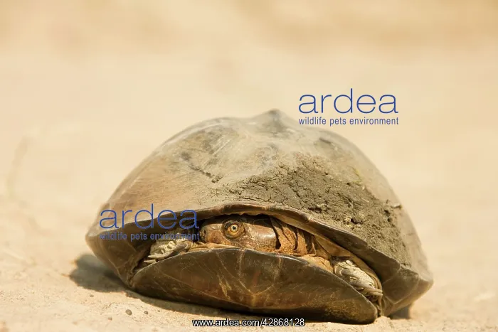 : Pan Hinged Terrapin - Typically pulling its head : Pan Hinged Terrapin - Typically pulling its head