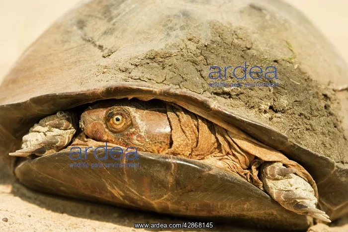 : Pan Hinged Terrapin - Typically pulling its head : Pan Hinged Terrapin - Typically pulling its head