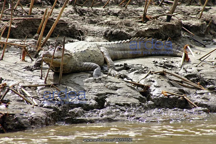  : Panama Crocodile