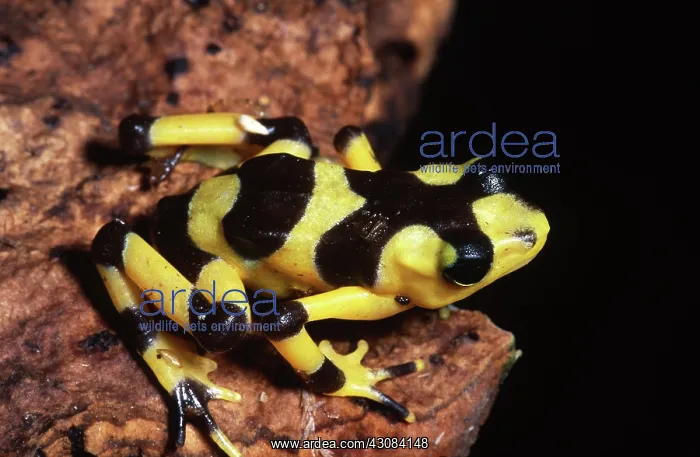 : Panama Golden Frog : Panama Golden Frog