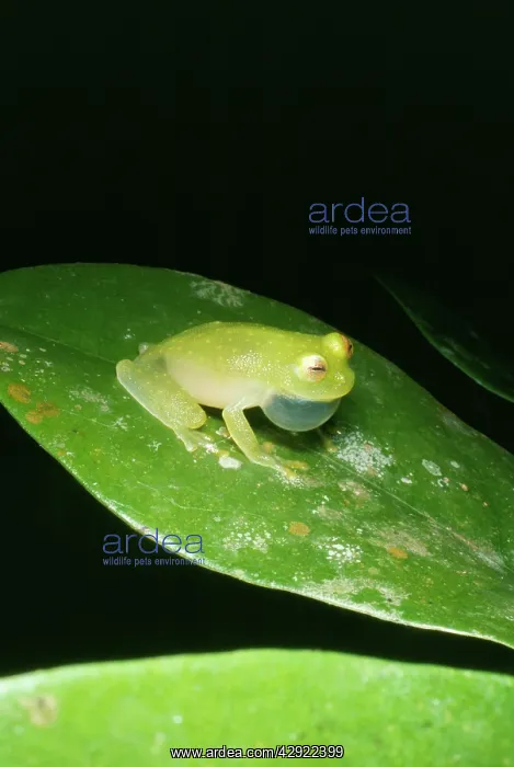 : Panama Treefrog - Frogs from this family are also : Panama Treefrog - Frogs from this family are also