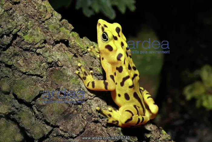  : Panamanian Golden Frog