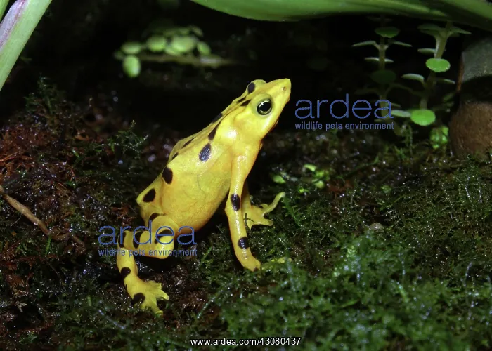: Panamanian Golden Frog : Panamanian Golden Frog