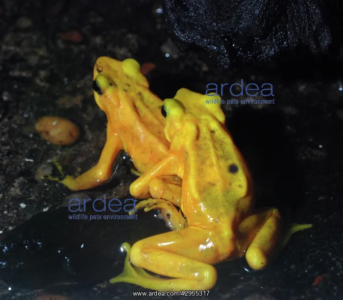  : Panamanian Golden Frog - critically endangered species