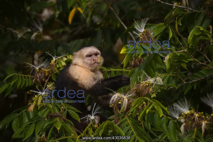 : Panamanian White-faced Capuchin - Close up of Panamanian : Panamanian White-faced Capuchin - Close up of Panamanian