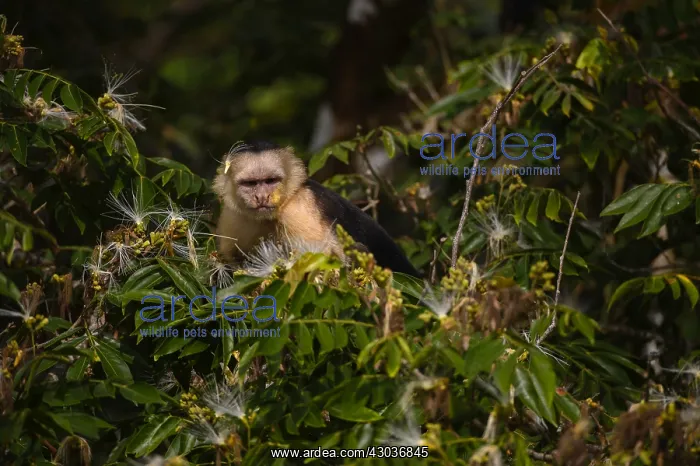 : Panamanian White-faced Capuchin - Close up of Panamanian : Panamanian White-faced Capuchin - Close up of Panamanian