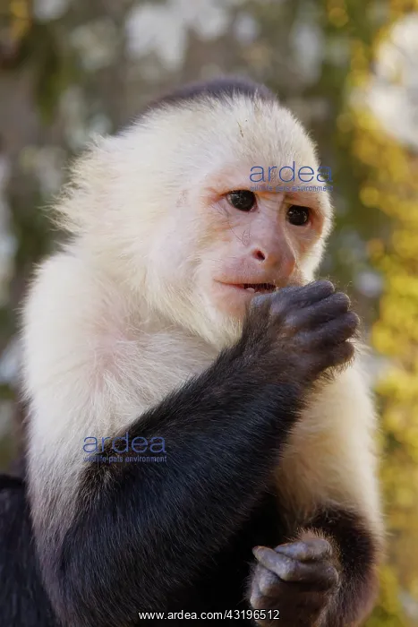 : Panamanian White-faced Capuchin Monkey Cebus imitator Sarapi : Panamanian White-faced Capuchin Monkey Cebus imitator Sarapi