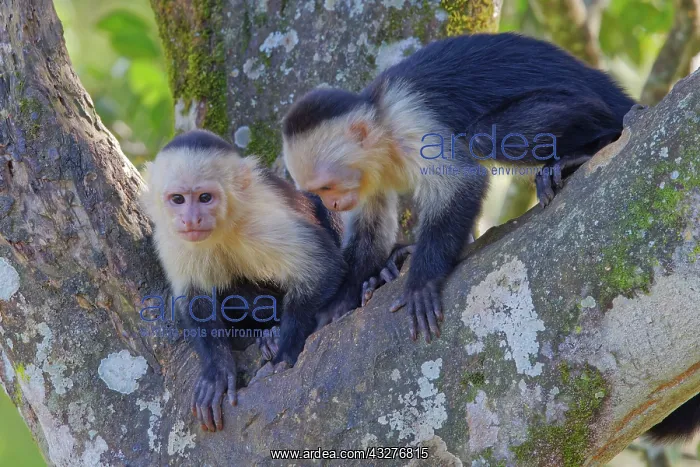  : Panamanian White-faced Capuchin Monkey Cebus imitator Sarapi