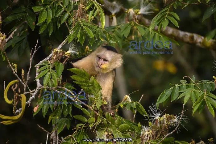: Panamanian White-faced Capuchin - Panamanian White-faced : Panamanian White-faced Capuchin - Panamanian White-faced