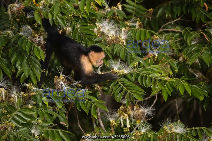  : Panamanian White-faced Capuchin - Panamanian White-faced