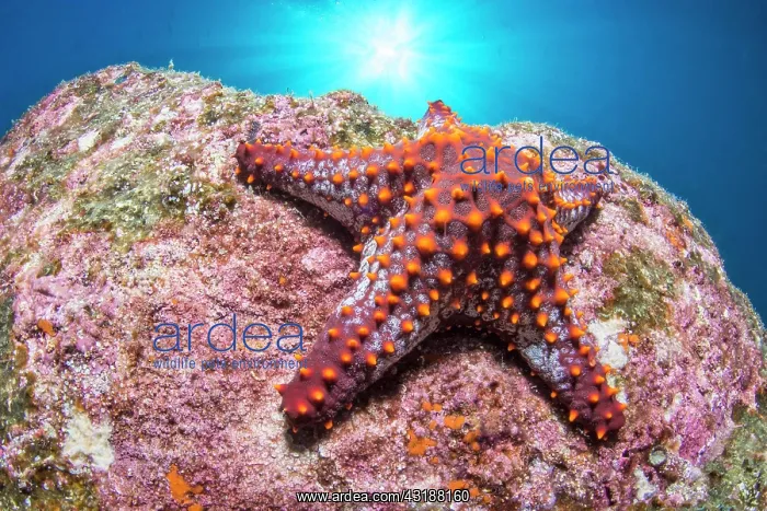 : Panamic cushion seastar (Pentaceraster cumingi) : Panamic cushion seastar (Pentaceraster cumingi)