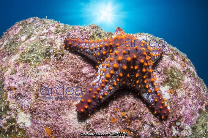 : Panamic cushion star (Pentaceraster cumingi), National : Panamic cushion star (Pentaceraster cumingi), National