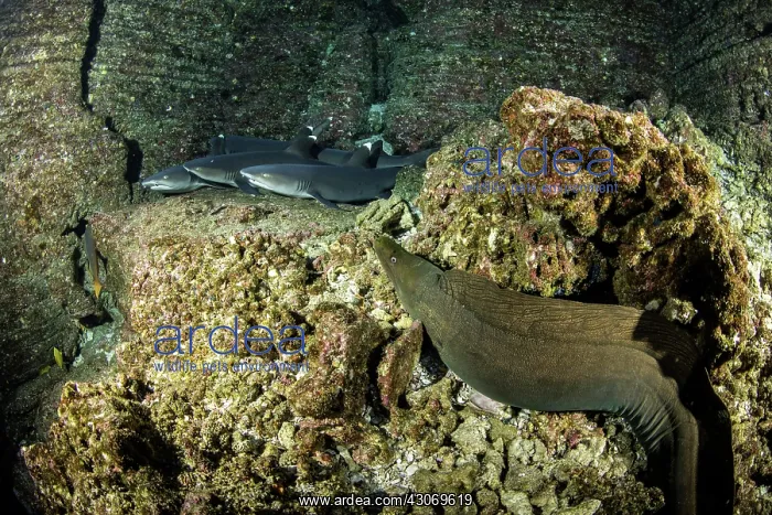 : Panamic green moray, Gymnothorax castaneus and Whitetip : Panamic green moray, Gymnothorax castaneus and Whitetip