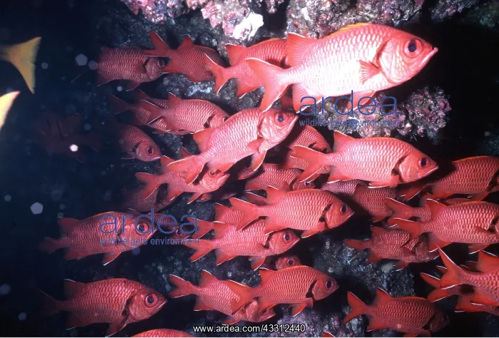 : PANAMIC SOLDIER FISH : PANAMIC SOLDIER FISH