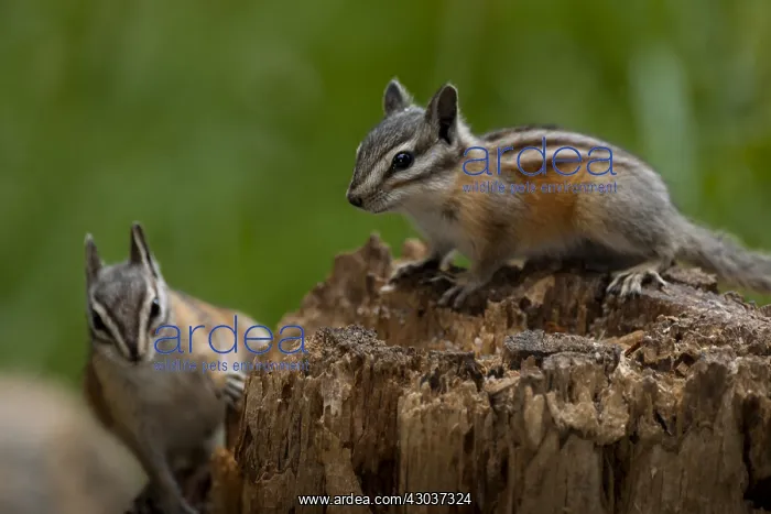 : Panamint Chipmunk pair on stump - Pair of Panamint : Panamint Chipmunk pair on stump - Pair of Panamint