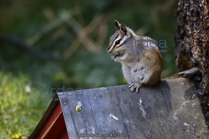 : Panamint Chipmunk sitting - Panamint Chipmunk sitting : Panamint Chipmunk sitting - Panamint Chipmunk sitting