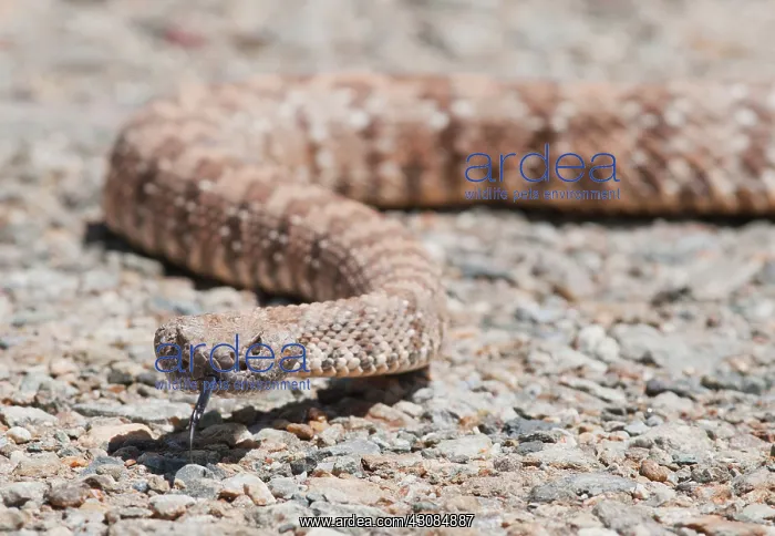 : Panamint rattlesnake : Panamint rattlesnake